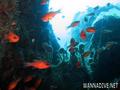 scuba diving photo