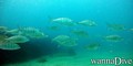 scuba diving photo