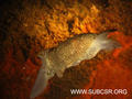 scuba diving photo