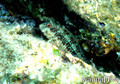 scuba diving photo