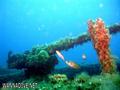 scuba diving photo