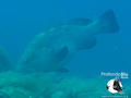 scuba diving photo