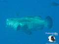 scuba diving photo