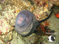 scuba diving photo