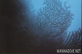 scuba diving photo