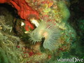 scuba diving photo
