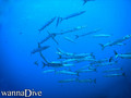 scuba diving photo