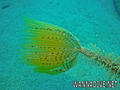 scuba diving photo