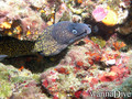 scuba diving photo