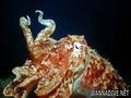scuba diving photo