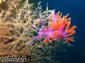 scuba diving photo
