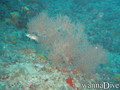scuba diving photo