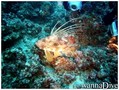 scuba diving photo