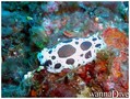 scuba diving photo