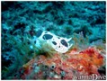 scuba diving photo