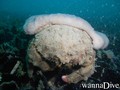 scuba diving photo