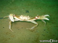 scuba diving photo