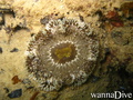 scuba diving photo