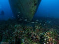 scuba diving photo
