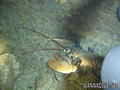 scuba diving photo