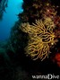 scuba diving photo