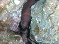 scuba diving photo