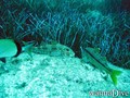 scuba diving photo