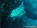 scuba diving photo