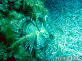 scuba diving photo