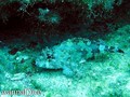 scuba diving photo