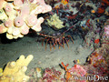 scuba diving photo