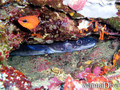 scuba diving photo