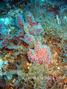 scuba diving photo
