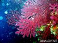 scuba diving photo