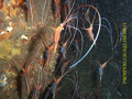 scuba diving photo