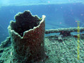 scuba diving photo