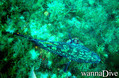 scuba diving photo