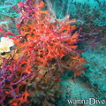 scuba diving photo