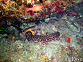 scuba diving photo