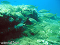 scuba diving photo
