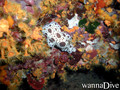 scuba diving photo