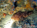 scuba diving photo