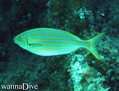 scuba diving photo