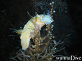 scuba diving photo