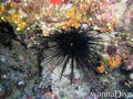 scuba diving photo