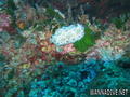 scuba diving photo