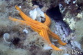 scuba diving photo