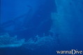 scuba diving photo