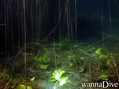 scuba diving photo