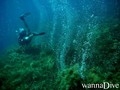 scuba diving photo